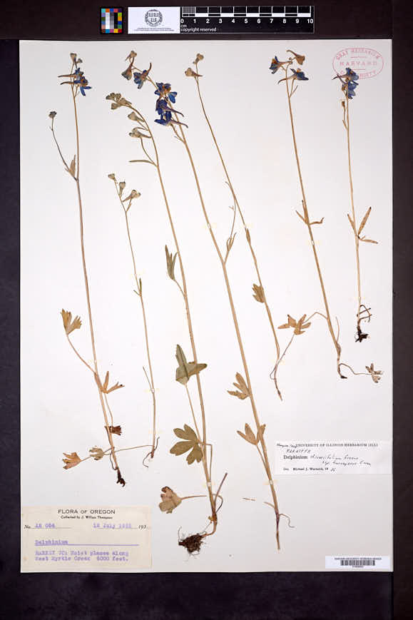 Delphinium diversifolium image