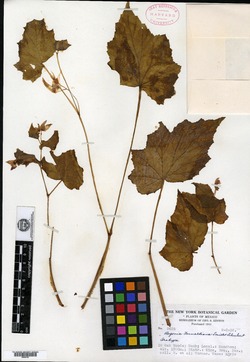 Begonia fernaldiana image