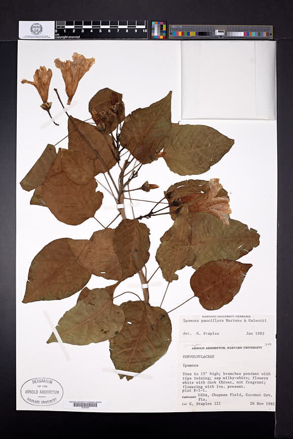Image of Ipomoea pauciflora