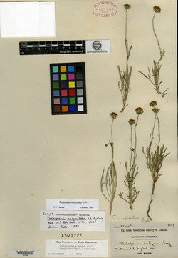 Image of Thelesperma marginatum