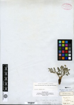 Peucedanum villosum image