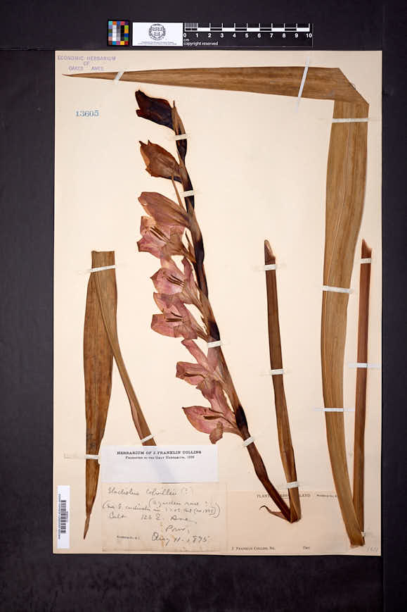 Image of Gladiolus colvillei
