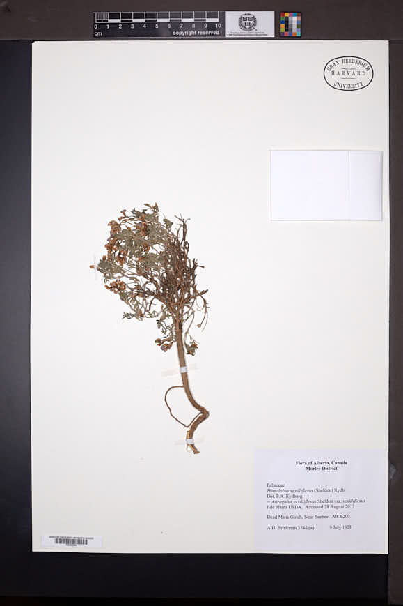 Image of Astragalus vexilliflexus