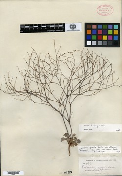 Eriogonum gracile var. effusum image