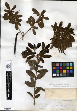 Tabebuia lepidophylla image