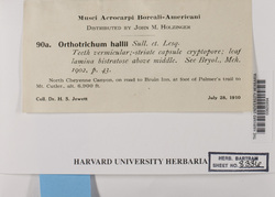 Orthotrichum hallii image