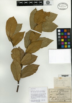 Image of Quercus aerea