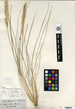 Image of Calamagrostis foliosa