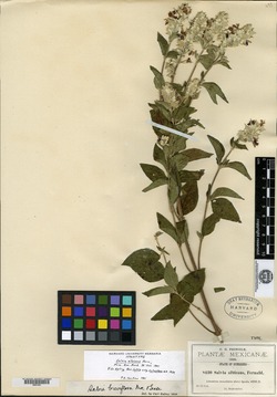 Salvia albicans image