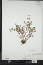 Crocanthemum dumosum image