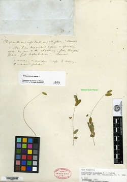Image of Phyllanthus ellipticus
