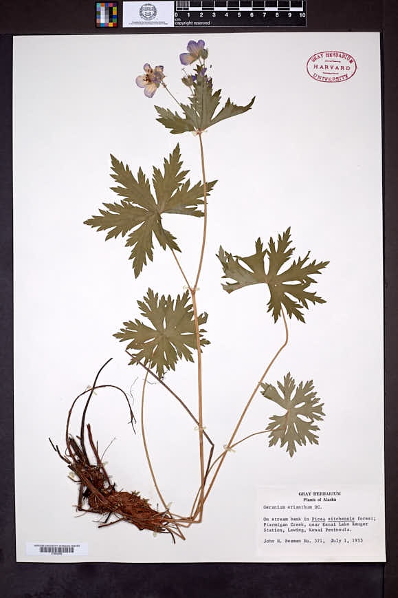 Geranium erianthum image