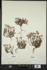 Paronychia argyrocoma var. albimontana image