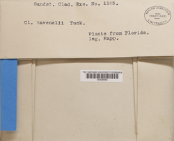 Cladonia ravenelii image
