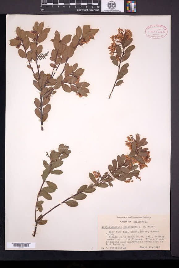 Arctostaphylos densiflora image