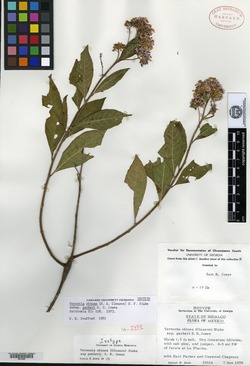Vernonia obtusa var. parkeri image