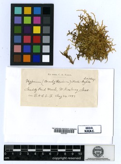 Brachythecium novae-angliae image