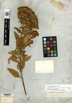 Stevia dictyophylla image