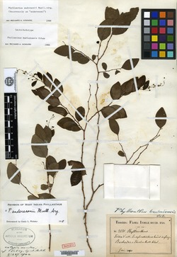 Image of Phyllanthus anderssonii