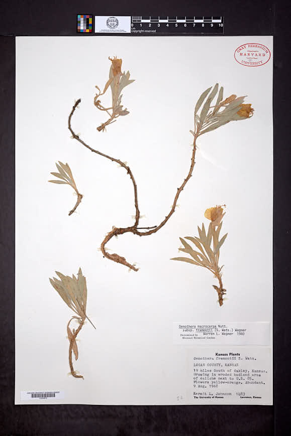 Oenothera macrocarpa subsp. fremontii image