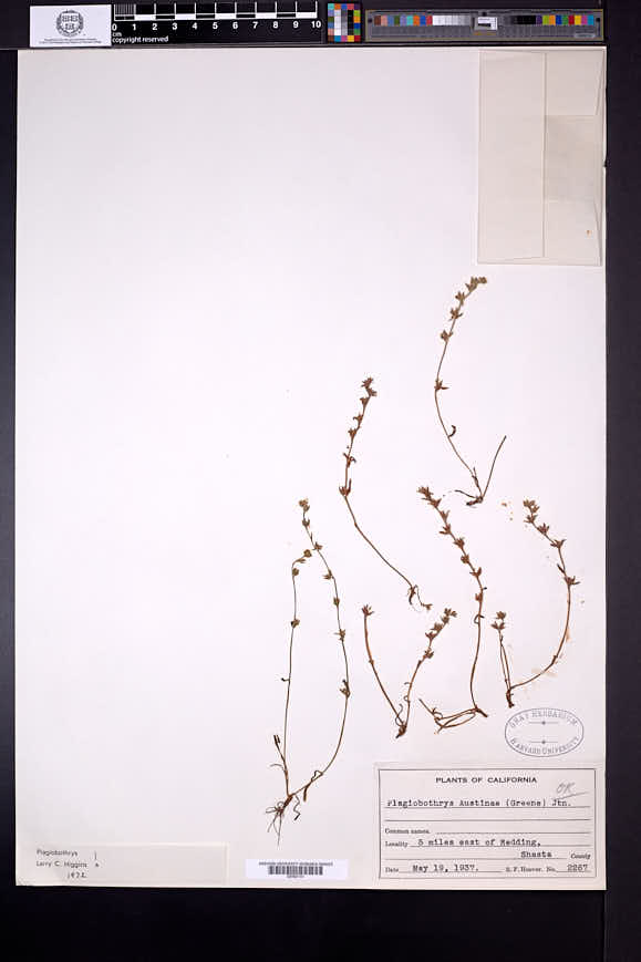 Plagiobothrys austiniae image