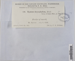 Campylium chrysophyllum image