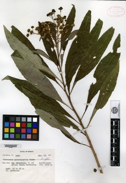 Image of Verbesina glaucophylla
