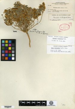 Image of Parosela mollissima