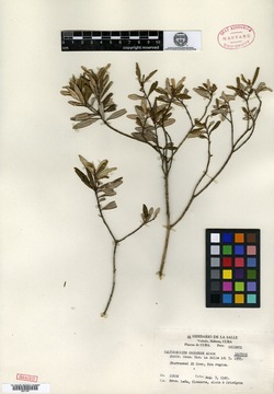Image of Calycogonium cocoense