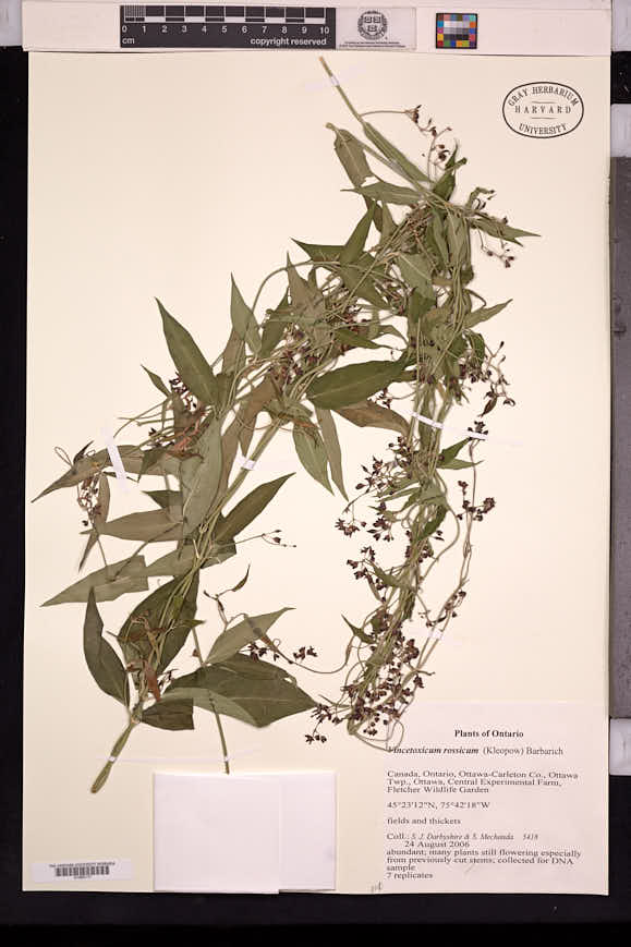 Cynanchum rossicum image