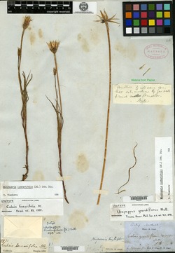 Image of Calais linearifolia
