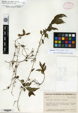 Peperomia heterophylla image