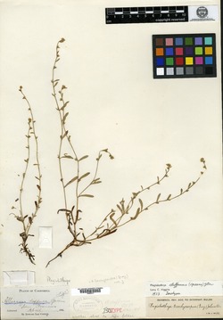 Allocarya diffusa image