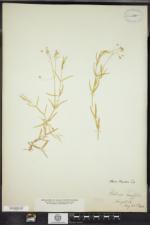 Stellaria longifolia image