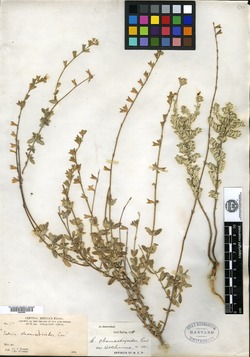 Image of Salvia chamaedryoides