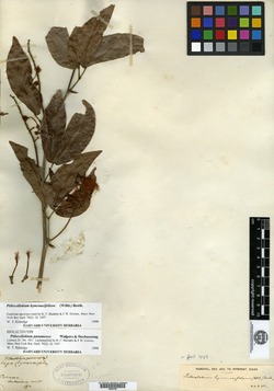 Pithecellobium hymenaeafolium image