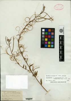 Image of Epilobium holosericeum