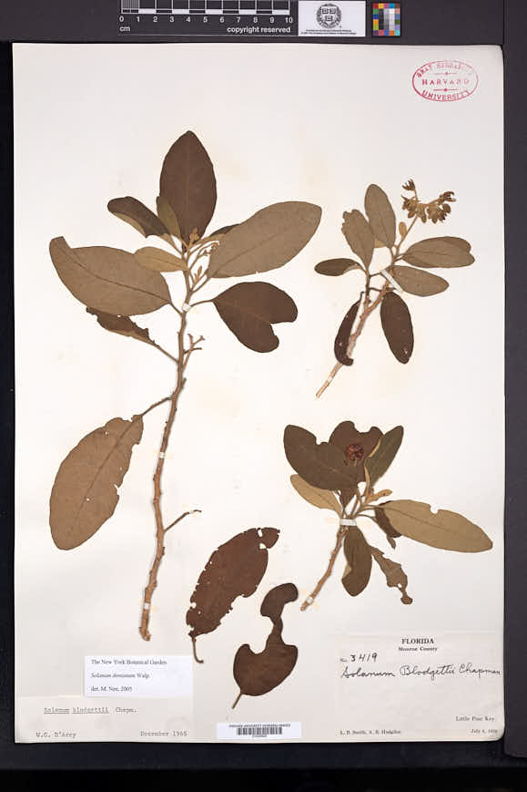 Solanum donianum image