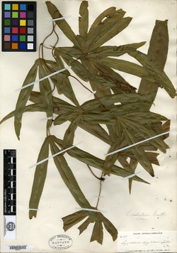 Lygodium longifolium image