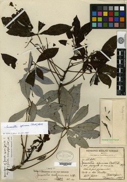 Image of Jacaratia spinosa