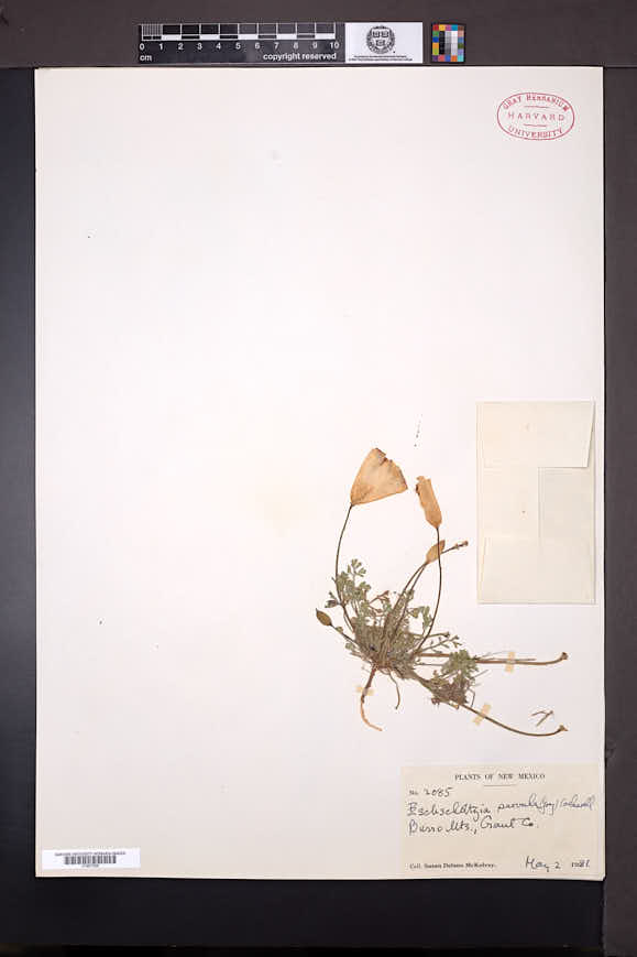 Eschscholzia californica subsp. mexicana image