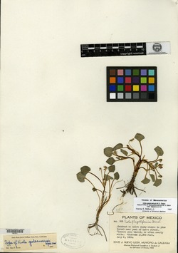 Viola galeanaensis image