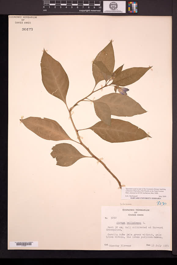 Atropa belladonna image
