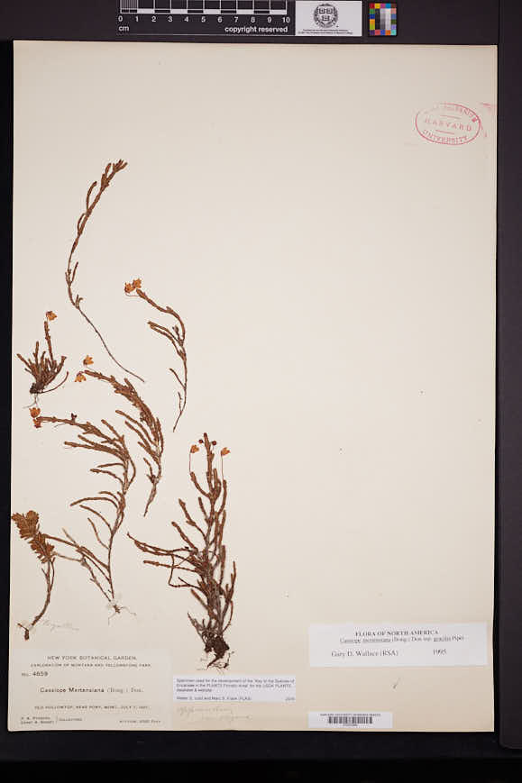 Cassiope mertensiana subsp. gracilis image