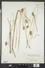 Carex bullata image