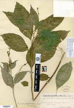 Image of Burmeistera virescens
