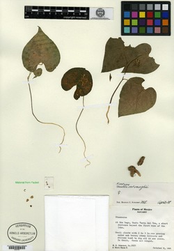 Image of Dioscorea mcvaughii