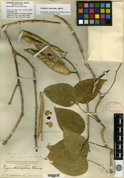 Ramirezella occidentalis image