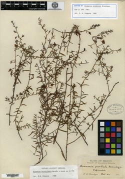 Image of Krameria prostrata