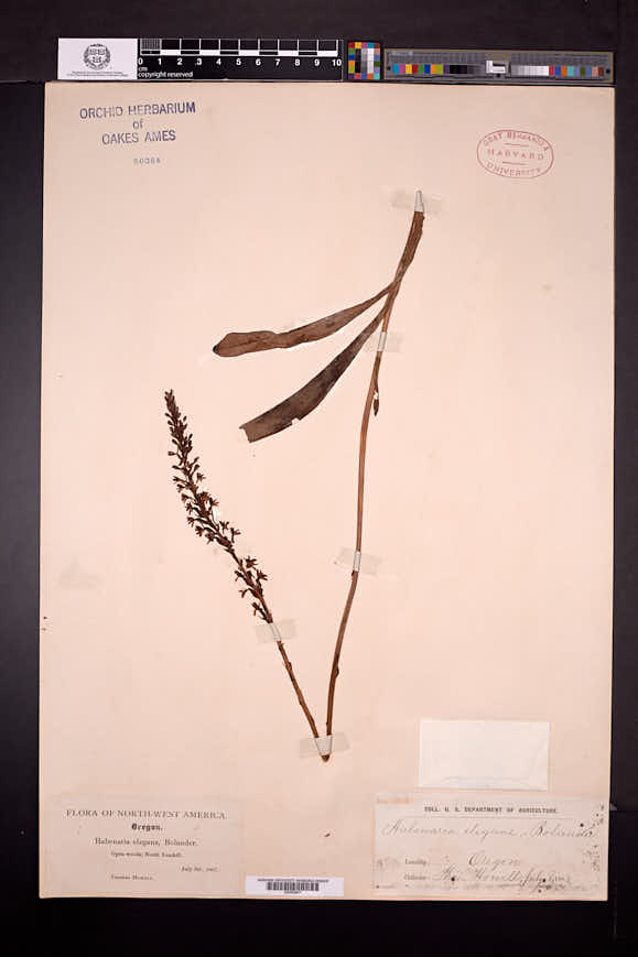 Platanthera elegans image